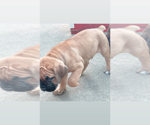 Cane Corso Puppy for sale in Detroit, MI, USA