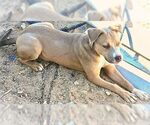 Small American Staffordshire Terrier
