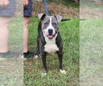 Small #1 American Bulldog Mix