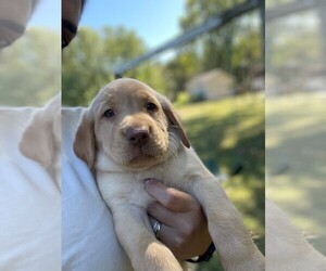 Labrador Retriever Puppy for sale in MAYSVILLE, GA, USA