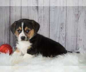 Beagi Puppy for sale in FREDERICKSBG, OH, USA