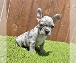 Small Photo #42 French Bulldog Puppy For Sale in BIRMINGHAM, AL, USA