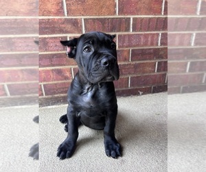 Cane Corso Puppy for sale in OKLAHOMA CITY, OK, USA