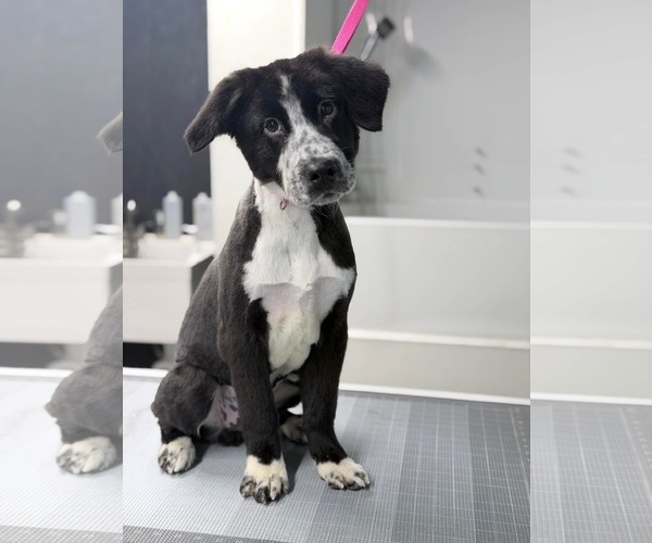 Medium Photo #4 Borador Puppy For Sale in Omaha, NE, USA