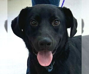 Medium Labrador Retriever Mix