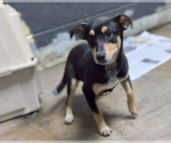 Medium Photo #3 Australian Kelpie-Unknown Mix Puppy For Sale in Anniston, AL, USA