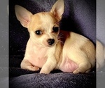 Small Photo #18 Chihuahua Puppy For Sale in LEBANON, NJ, USA