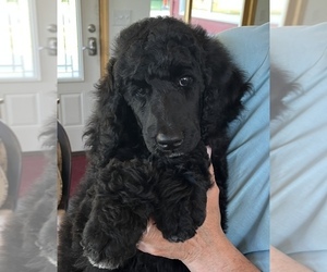 Poodle (Standard) Puppy for Sale in STAPLES, Minnesota USA