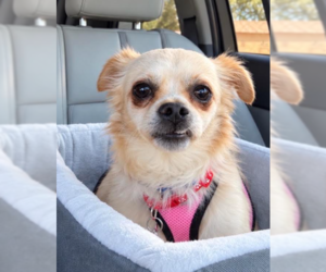 Cheeks Dogs for adoption in San Diego, CA, USA