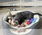 Small #2 Mutt