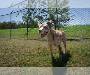 Mutt Dogs for adoption in Abbeville, LA, USA