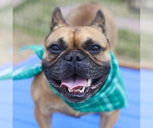 French Bulldog Dogs for adoption in San Antonio, TX, USA