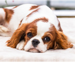 Small Photo #2 Cavalier King Charles Spaniel Puppy For Sale in WAKARUSA, IN, USA