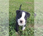 Small #2 American Pit Bull Terrier-Labrador Retriever Mix