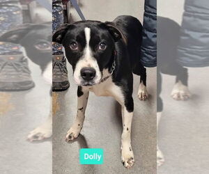 American Pit Bull Terrier-Labrador Retriever Mix Dogs for adoption in Richmond, IN, USA