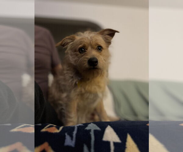 Medium Photo #5 Chihuahua-Unknown Mix Puppy For Sale in Sandy, UT, USA