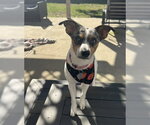 Small Photo #3 Mutt Puppy For Sale in Oakhurst, NJ, USA