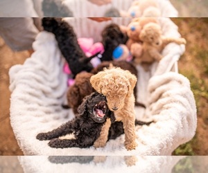 Goldendoodle-Poodle (Standard) Mix Puppy for Sale in DENVER, Colorado USA