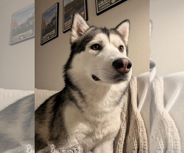 Medium Photo #2 Siberian Husky-Unknown Mix Puppy For Sale in Salt Lake City, UT, USA