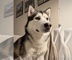 Small #1 Siberian Husky Mix