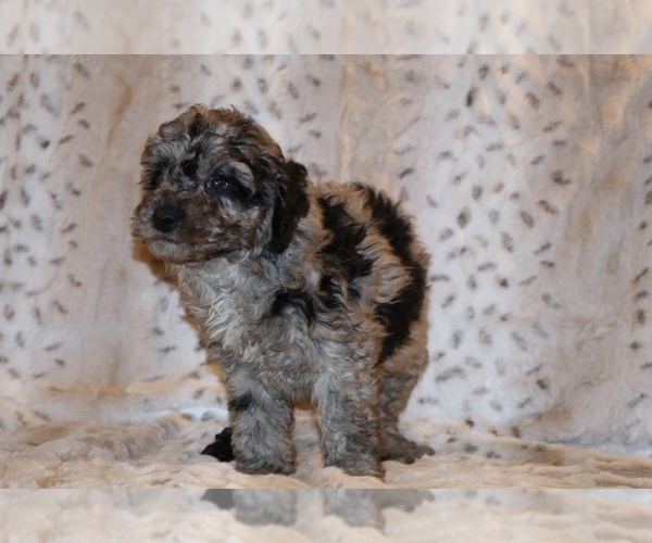 Medium Photo #17 Poodle (Toy) Puppy For Sale in DYERSBURG, TN, USA