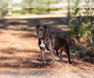 Thunder - Male Mutt Dog for Adoption - Photo #6