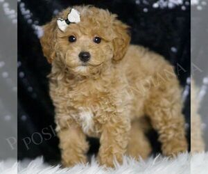 Maltipoo Puppy for sale in WARSAW, IN, USA