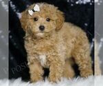Image preview for Ad Listing. Nickname: Arlo