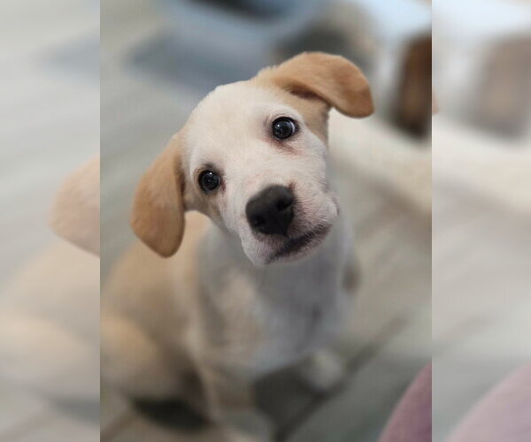 Medium Photo #18 Shepweiller Puppy For Sale in Raleigh, NC, USA