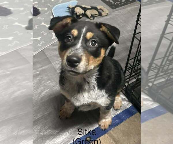 Medium Photo #11 Alaskan Malamute-Unknown Mix Puppy For Sale in Oak Bluffs, MA, USA