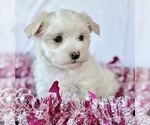 Small #9 Maltese