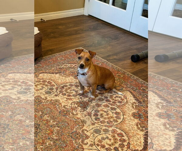Medium Photo #1 Chiweenie Puppy For Sale in Escondido, CA, USA