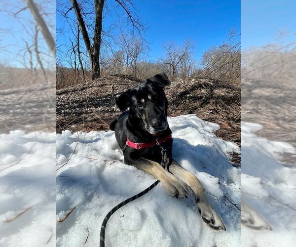 Medium Photo #4 Mutt Puppy For Sale in Elmsford, NY, USA