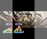 Small Photo #3 English Cream Golden Retriever Puppy For Sale in GIRARD, KS, USA