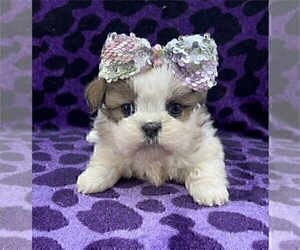 Shih Tzu Puppy for sale in MIAMI, FL, USA