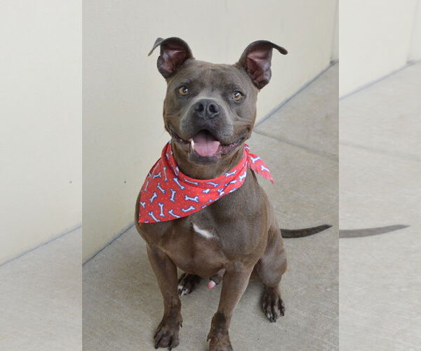 Medium Photo #3 American Pit Bull Terrier-Unknown Mix Puppy For Sale in McKinney, TX, USA