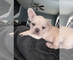 Small #3 French Bulldog