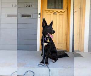 Moby - Male Mutt Dog for Adoption - Photo #2