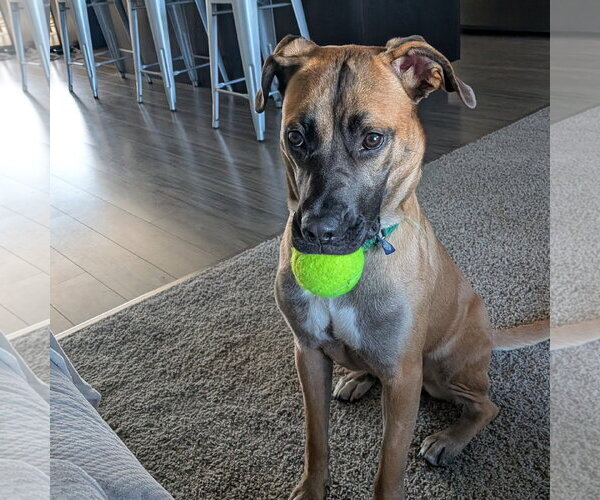 Medium Photo #1 Mutt Puppy For Sale in Fargo, ND, USA