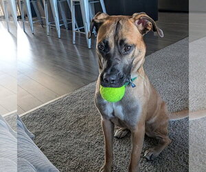 Montreal - Female Mutt Dog for Adoption