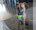 Montreal - Female Mutt Dog for Adoption - Small photo