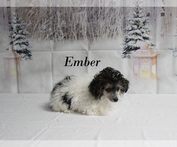 Medium Photo #19 Poodle (Toy) Puppy For Sale in CHANUTE, KS, USA