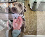 Small #9 Labrador Retriever Mix