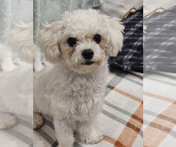 Medium Photo #5 Bichon Frise Puppy For Sale in Agoura Hills, CA, USA