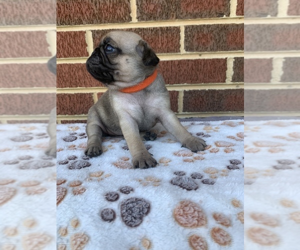 Medium Photo #7 Pug Puppy For Sale in CHATTANOOGA, TN, USA