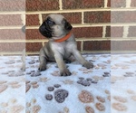 Small Photo #7 Pug Puppy For Sale in CHATTANOOGA, TN, USA