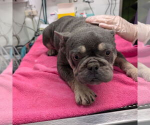 French Bulldog-Unknown Mix Dogs for adoption in Chico, CA, USA