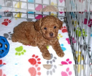 Cock-A-Poo-Poodle (Miniature) Mix Puppy for sale in ORO VALLEY, AZ, USA