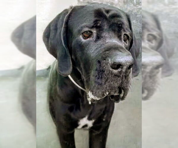 Medium Photo #9 Brazilian Mastiff Puppy For Sale in Jasper, AL, USA