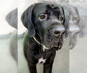 Tiana - Female Brazilian Mastiff Dog for Adoption - Photo #9